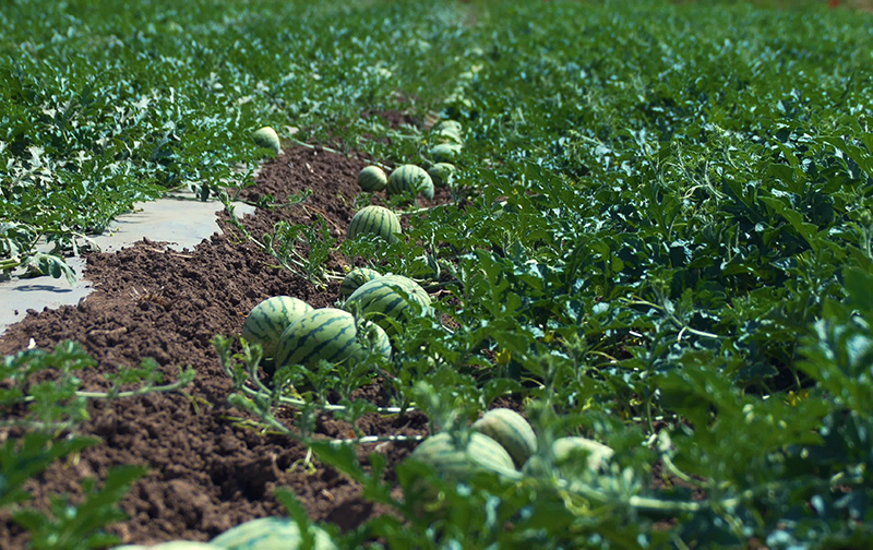 土壤養分檢測儀 土壤養分檢測儀