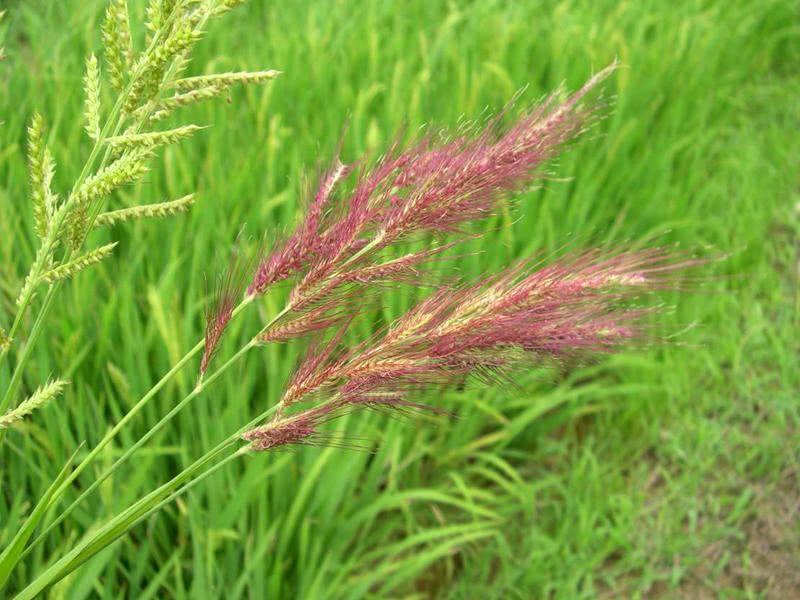 糧食安全檢測儀器，糧食重金屬檢測儀