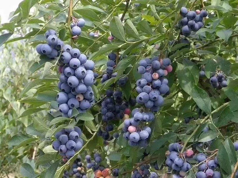 藍(lán)莓表面的白霜是農(nóng)藥殘留嗎?農(nóng)藥殘留檢測儀來回答 藍(lán)莓表面的白霜是農(nóng)藥殘留嗎?農(nóng)藥殘留檢測儀來回答